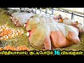 வித்தியாசமாய் குட்டிபோடும் 16 விலங்குகள்! | Crazy Ways Animals Give Birth Part 2 | Tamil Ultimate