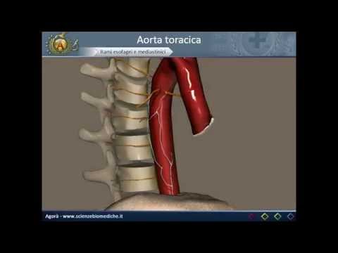 Video: Aorta Toracica: Rami, Struttura, Malattie