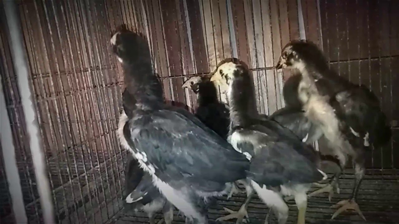 Ayam Bangkok 