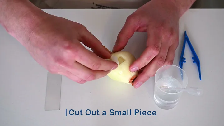 Tutorial: How to Prepare an Onion Slide Sample | Old Ted