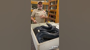 All types of reticulated python snake part(2)