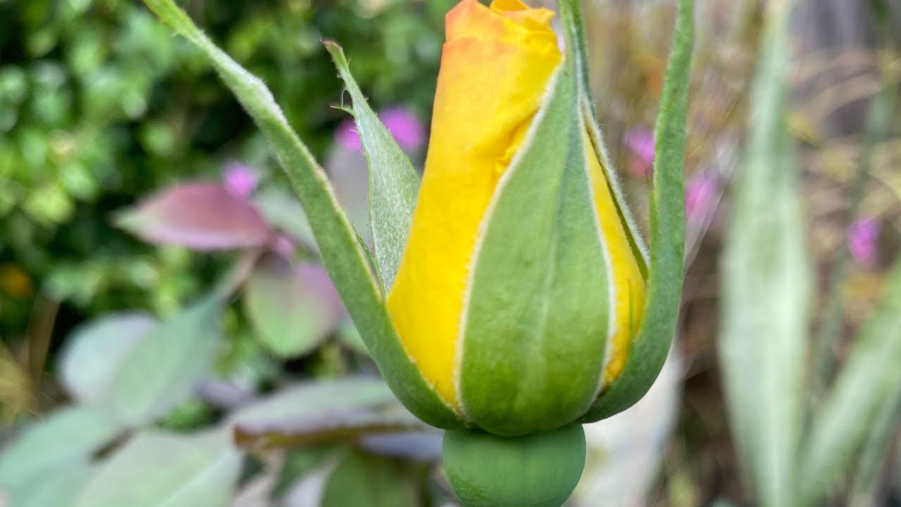 My First Yellow Rose Bud This Year💐