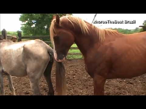 Wild Animal Mating Metal of Horses mating