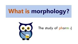 What is morphology?