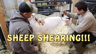 Shearing Our Sheep For The First Time ~ Finnsheep