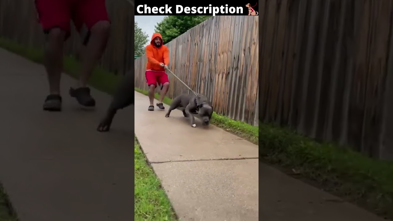 Power of Pitbull fighter 