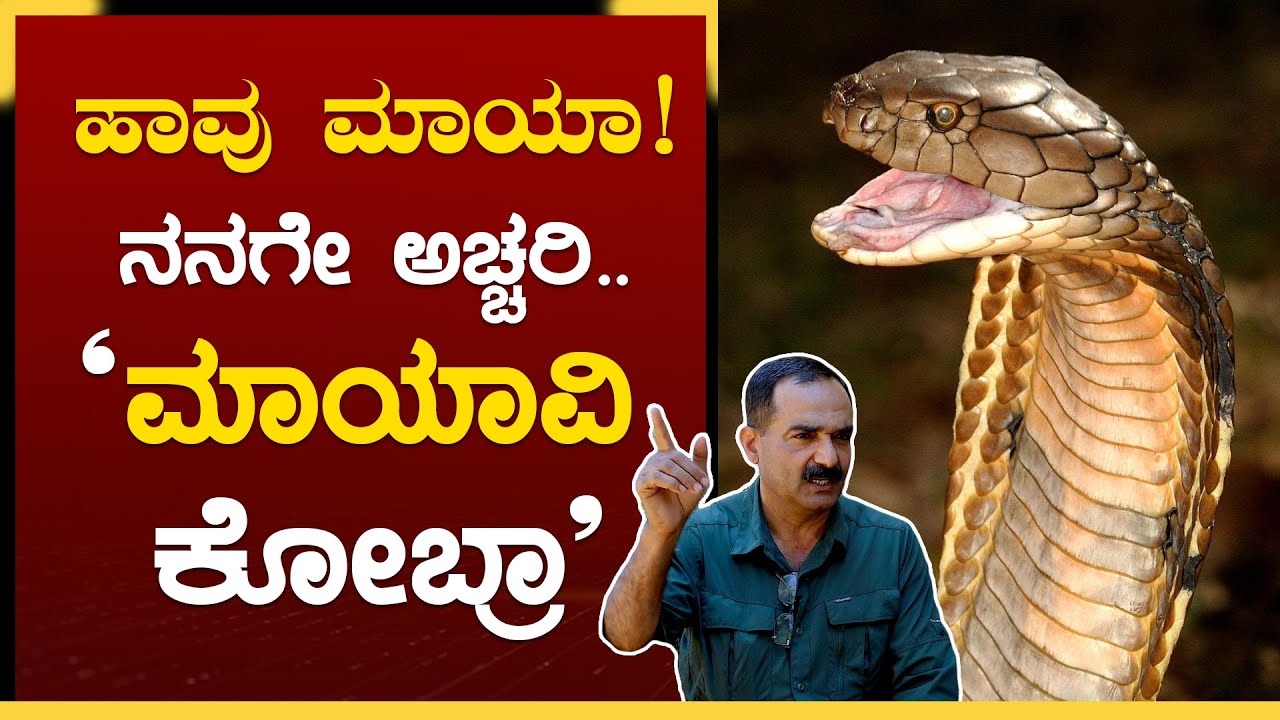 ಹಾವುಗಳು ಸತ್ತ ಪ್ರಾಣಿ ತಿನ್ನಲ್ಲ.! ಯಾಕೆ? | King Cobra | Habitat | K N Bose Madappa | GSS MAADHYAMA