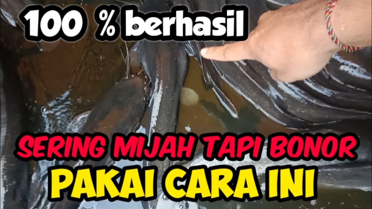 CARA SIMPEL MEMILIH INDUK LELE YANG SIAP MEMIJAH