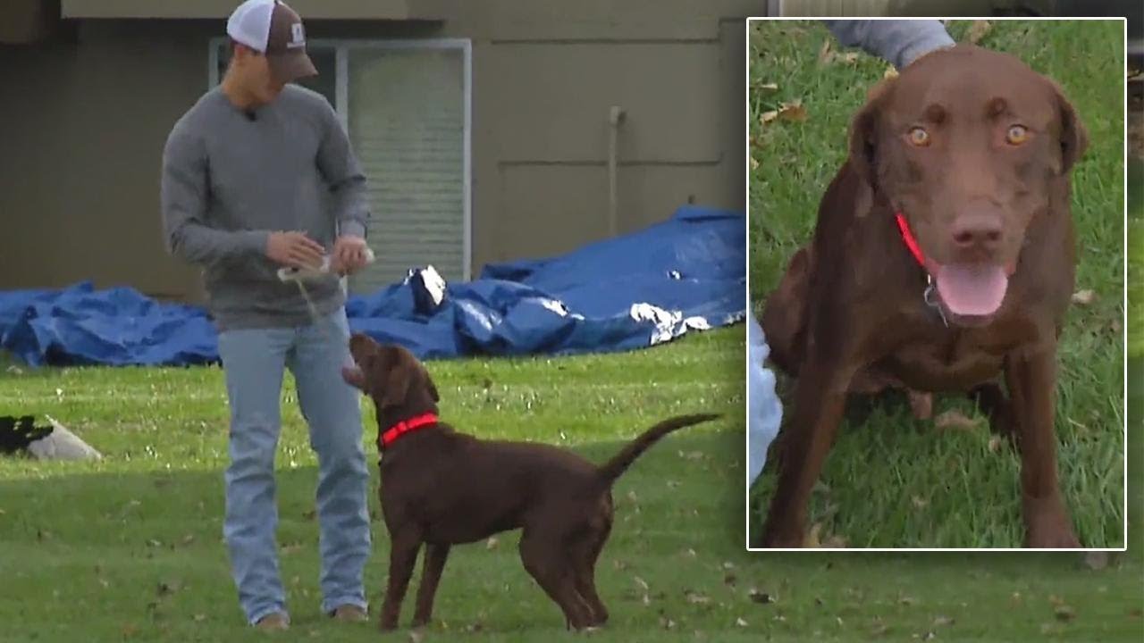Duck Hunting Dog Rescues Sinking Owner From Mud YouTube