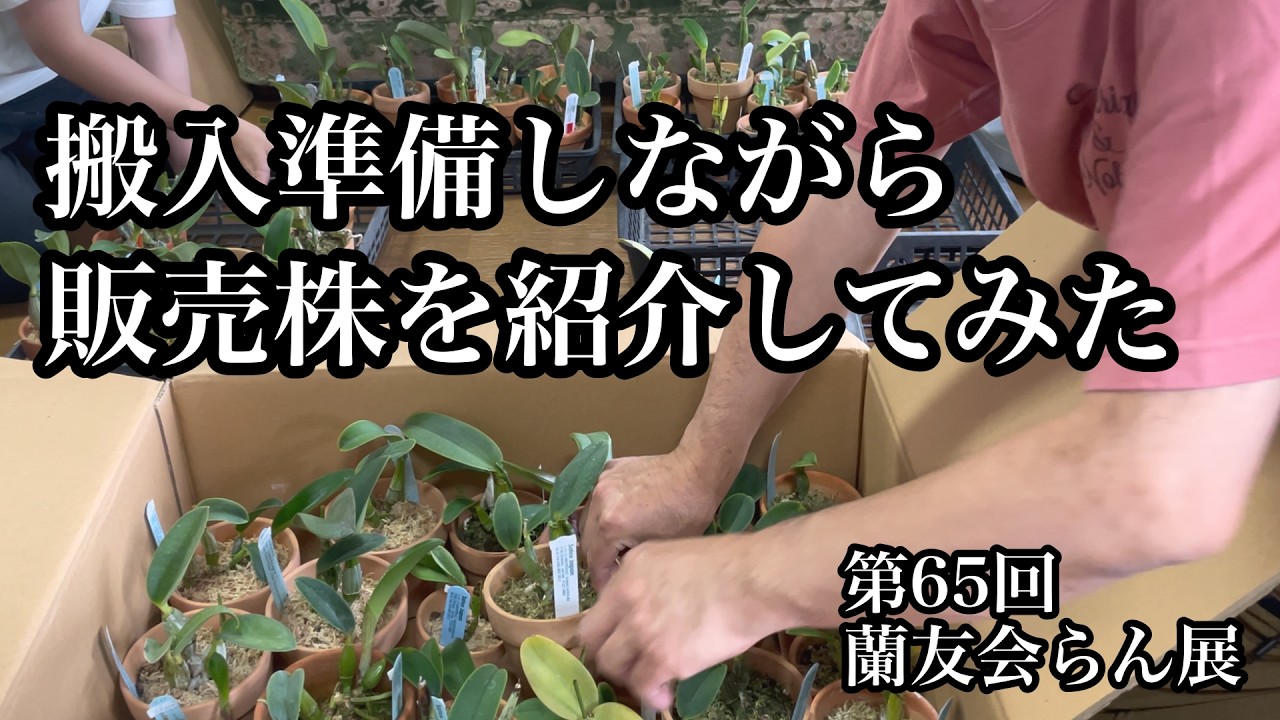 【引取限定】　寒蘭 まとめて譲渡 第65回蘭友会らん展②】搬入準備しながら販売株を紹介してみた - YouTube