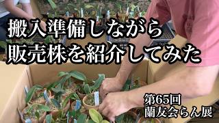 第65回蘭友会らん展②】搬入準備しながら販売株を紹介してみた - YouTube