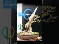 Bonsai thai ติดซากธรรมชาติ เพรมน่าไทย