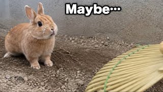 My Rabbit Learned How to Put Humans to Work! 🐰