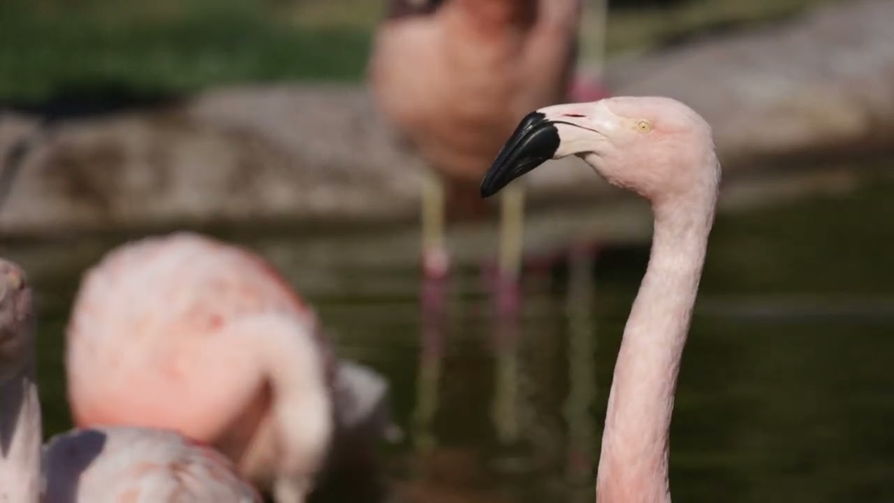 Enjoy the Flamingo Flock Morning Stretches