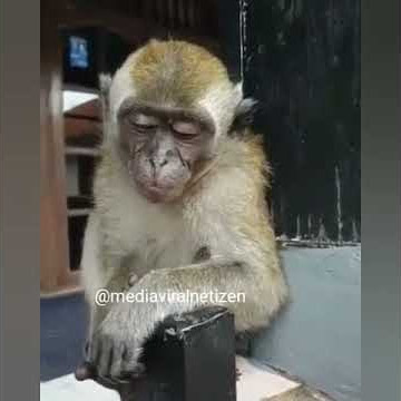 Kasian banget ya 😁, baper dah!!! _Story Wa lucu baget 🐒 baper |Yahya Bae