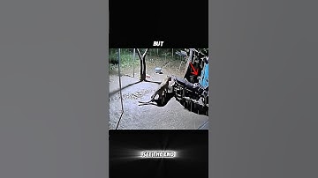 leopard vs dog #trending #animals #wildlife #leopard #dog #shortsvideo #youtubeshorts#youtube#shorts