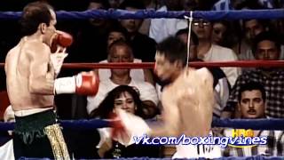 Morales vine // Boxing Vines