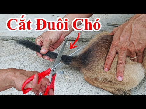 Video: Làm thế nào để giữ sân sau từ Turning Muddy Với Chó