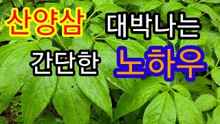 산양삼 심기전에 꼭 알아야 할 영상