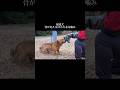 心を込めたトレーニング #doglibre #ドッグトレーニング #犬のしつけ #保護犬