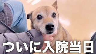 雑種犬コロちゃんの手術の日に密着しました。