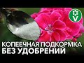 ОТ ЭТОЙ ПОДКОРМКИ ВАШИ ЦВЕТЫ ПРЕОБРАЗЯТСЯ НА ГЛАЗАХ!