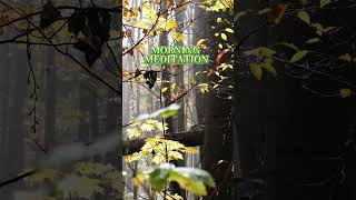Mosslight Metronome • Morning Meditation • 3-Minute Nature Ambience