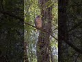 Red Shouldered Hawk