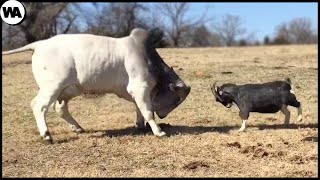 Esta Es La Razón Por La Que Una Vaca No Tiene Que Enfrentarse A Una Cabra