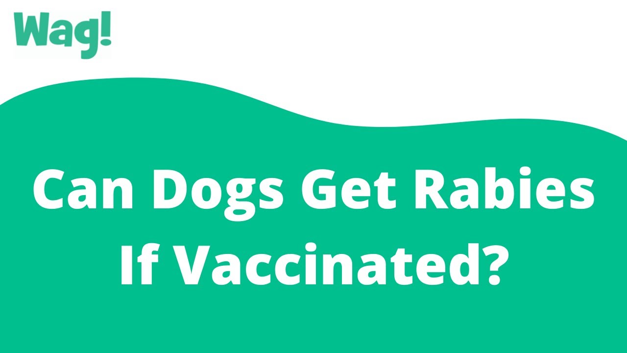 Can A Dog Get Rabies After Being Vaccinated?