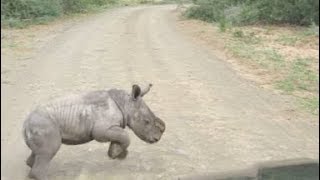 ¡Cría De Rinoceronte Intenta Golpear Un Vehículo! 🚗🦏🦏