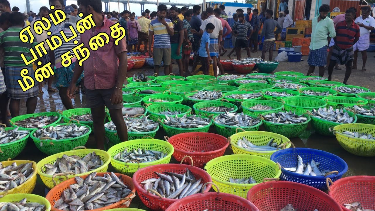 பாம்பன் மீன் பிடி ஏலம் Pamban fishing harbour How to buy fish in