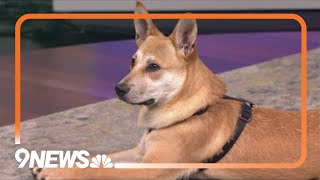 Thinking about adopting? Let's find sweet Deomus a forever home!