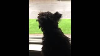 Schnoodle Howling