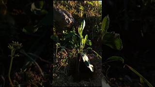 Evolución Injerto | Nectarina sobre Pie de Almendro