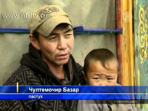 «Золотая лихорадка» в Монголии нарушает экологию