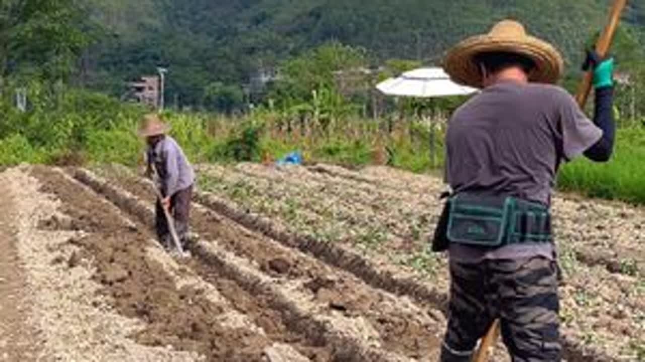 地打好了，开始种番薯了，去年这块地收成挺好看看今年怎么样了 #农村 #种番薯 #花心番薯 #我的乡村生活 #返乡创业