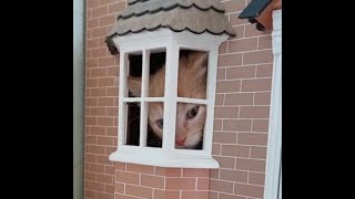 😺 Cat's house! 🐈 Funny video with cats and kittens for a good mood! 😸