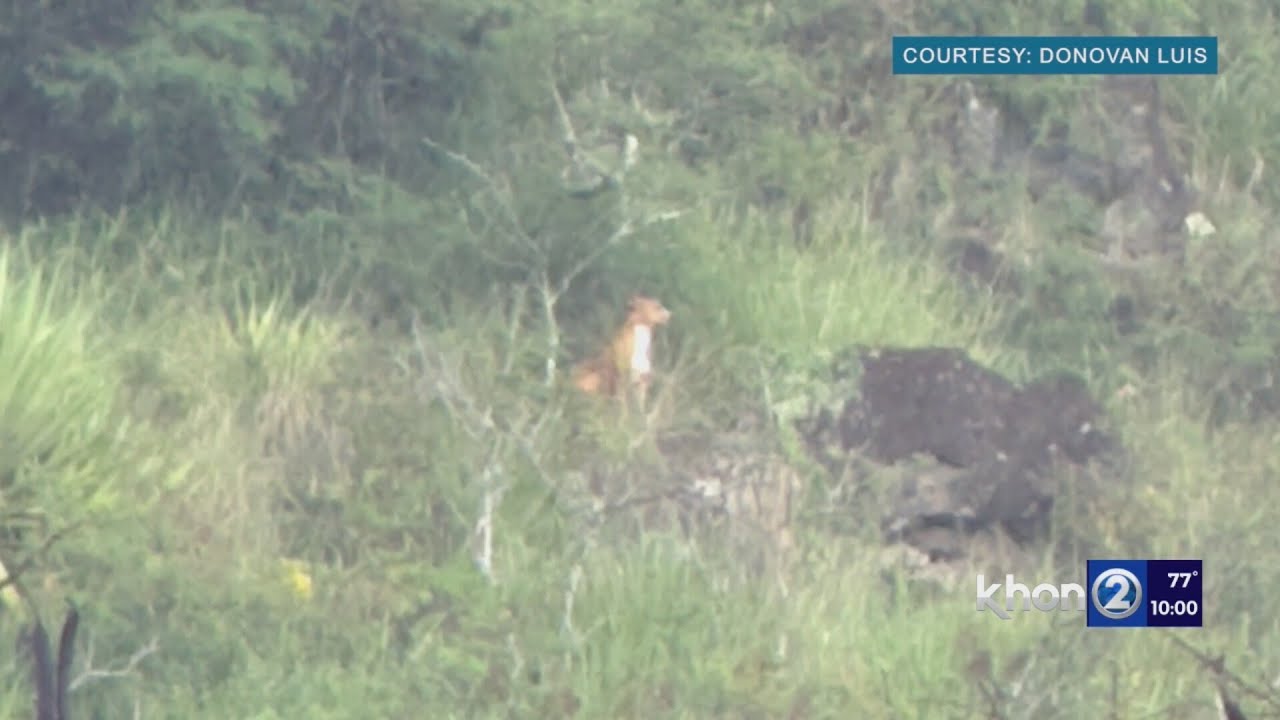 Paws for concern: What’s lurking above UH