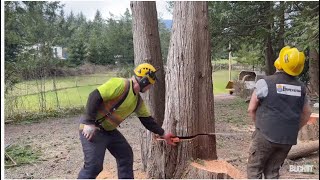 Men doing tree work, Buckin’ shows up to help
