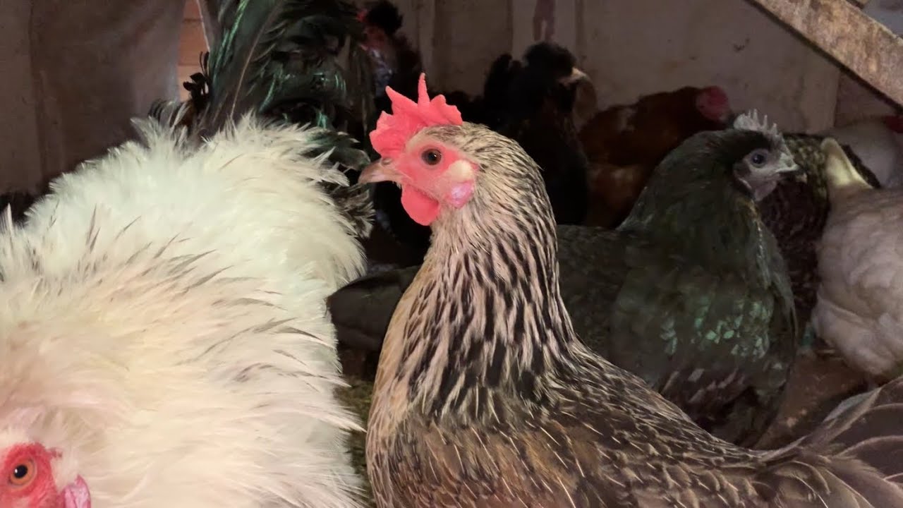 Всех с 8 марта😊♥️♥️♥️🌸🌸🌸делаем гнёзда индоуткам🦆🦆🦆Сколько сегодня яиц 