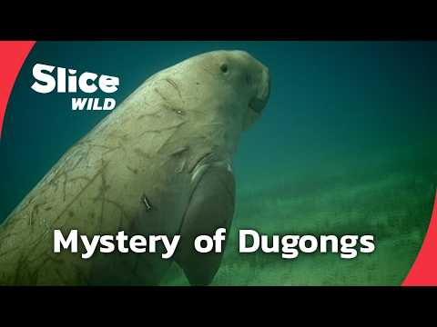 Baby dugong becomes Thailand
