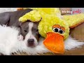 This Pitbull Won&#39;t Sleep Without His Stuffed Duck