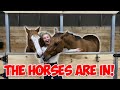 LETTING THE HORSES PICK THEIR STALLS! | BUILDING MY DREAM HORSE BARN PART 20!