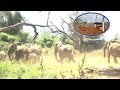 Giant elephants scared of tiny bees  funny