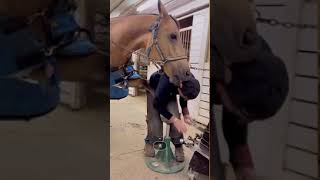 Horse Licks Nanny While Cleaning Her Feet