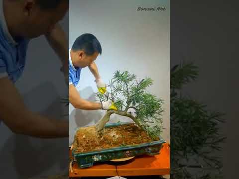 Video Chuyển dáng cây Tùng La Hán bonsai #Shorts - youtube
