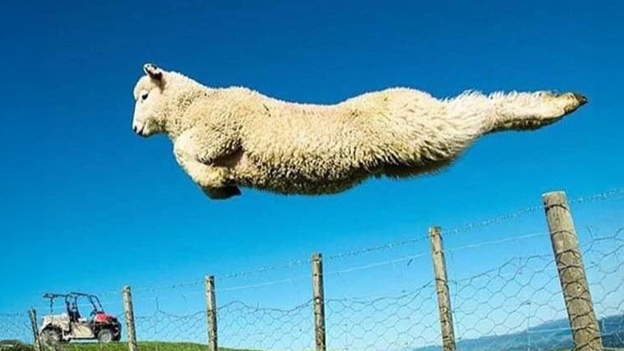 Funniest ANIMALS Videos 2026 That Will Blow Your Mind! 😂