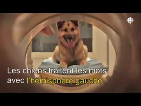 Vidéo: Inflammation Du Cerveau Et De La Moelle épinière (méningoencéphalomyélite, éosinophile) Chez Le Chien