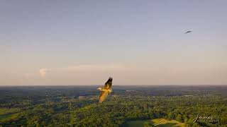 Great Blue Heron Fly-By